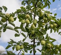 Malus Sieversii apple